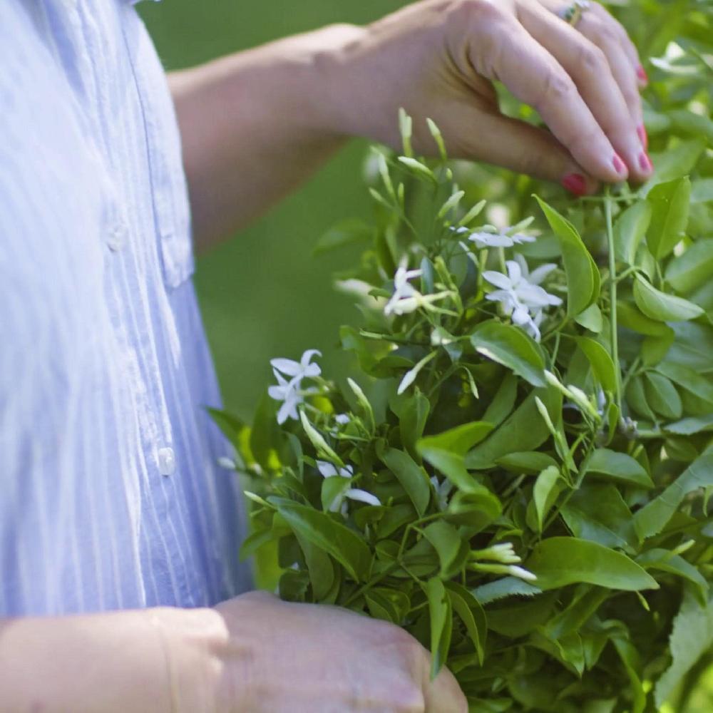 IKEA LUGNARE Duftkerze im Glas 2 Dochte Jasmin/hellrosa 50 Std Valentinstagsangebot