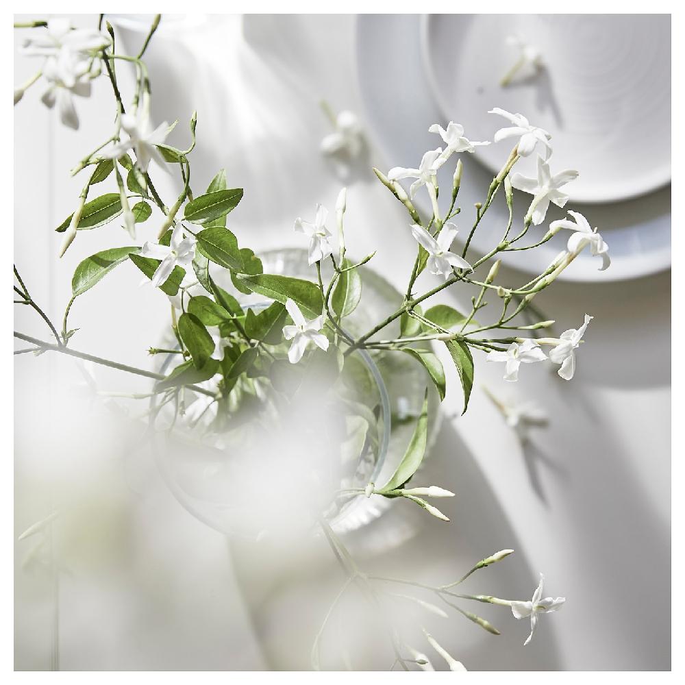 IKEA LUGNARE Duftkerze im Glas 2 Dochte Jasmin/hellrosa 50 Std Valentinstagsangebot