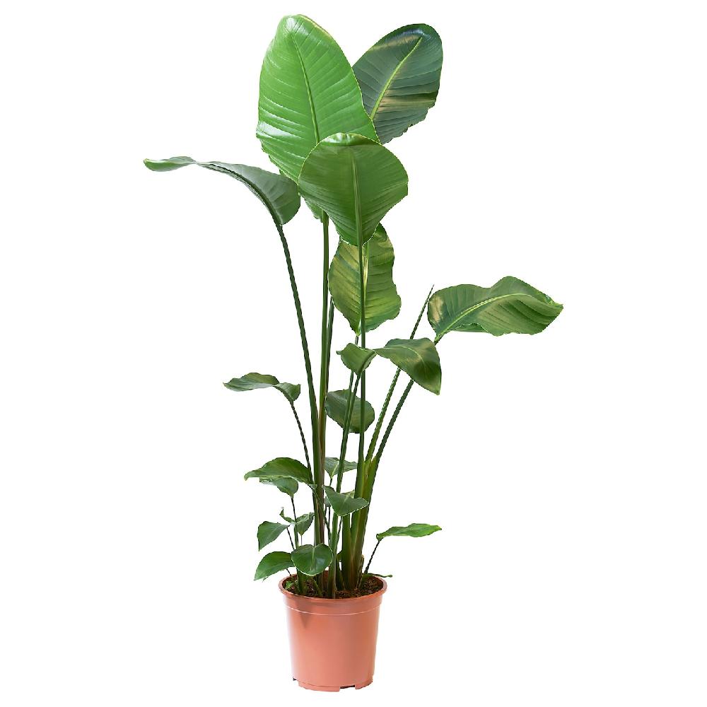 IKEA STRELITZIA Pflanze Strelitzie 27 cm