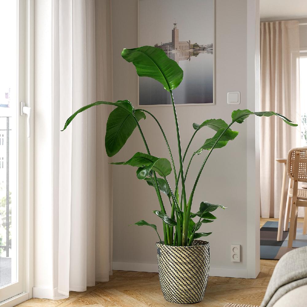 IKEA STRELITZIA Pflanze Strelitzie 27 cm Begrenzte Freigabe