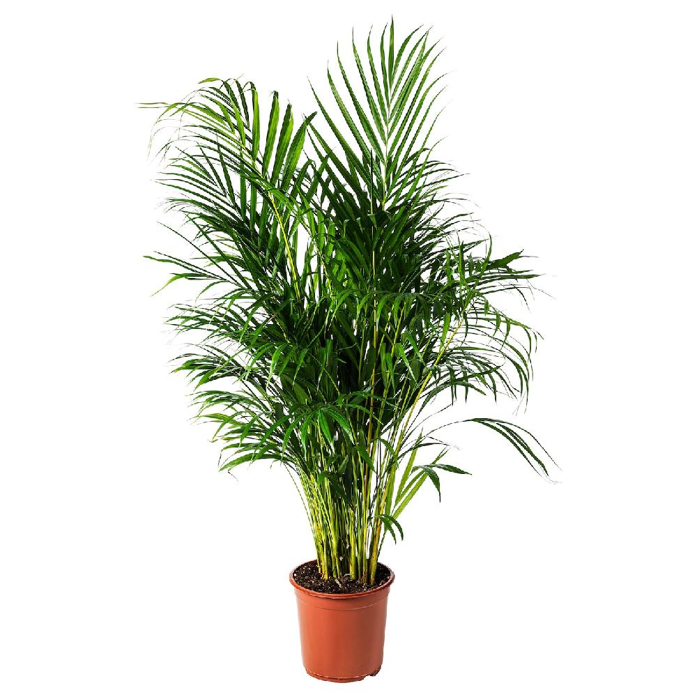 IKEA DYPSIS LUTESCENS Pflanze Goldfruchtpalme 24 cm
