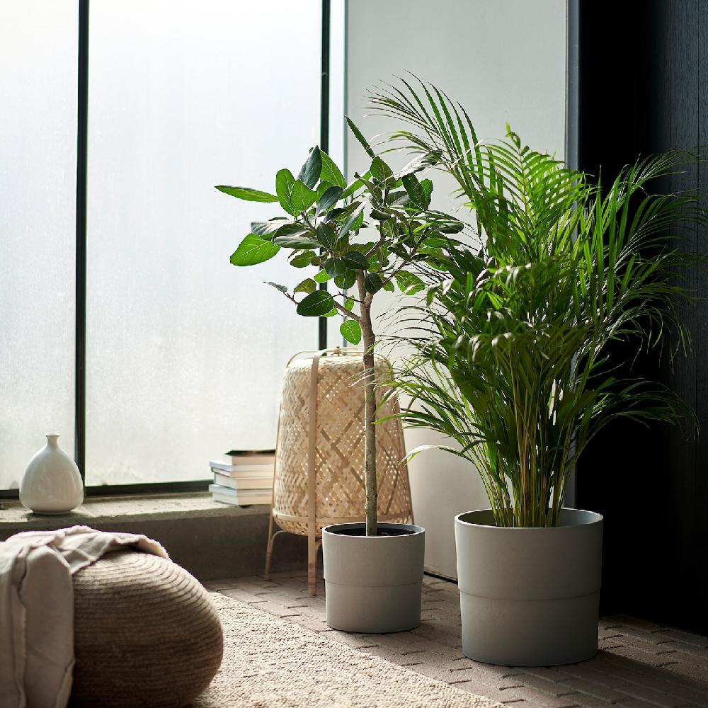 IKEA DYPSIS LUTESCENS Pflanze Goldfruchtpalme 24 cm Letzte 3 Tage