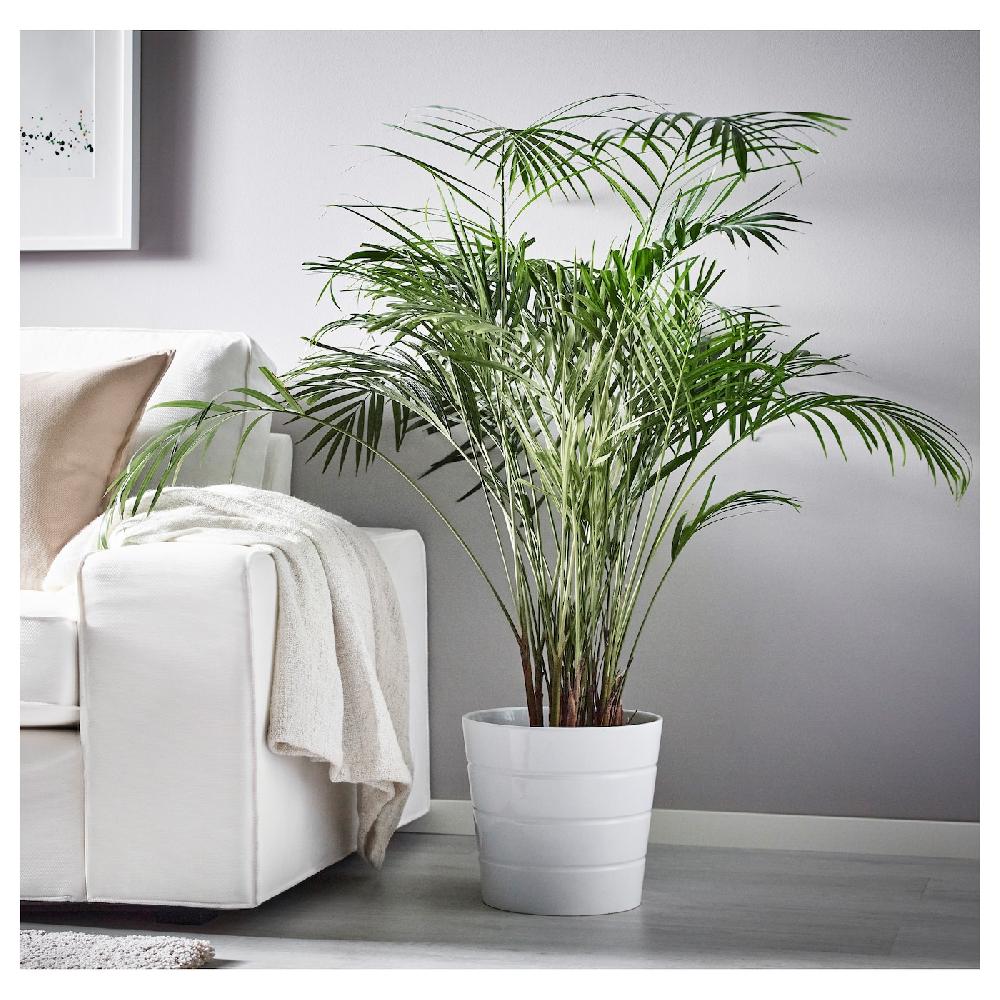 IKEA DYPSIS LUTESCENS Pflanze Goldfruchtpalme 24 cm Letzte 3 Tage