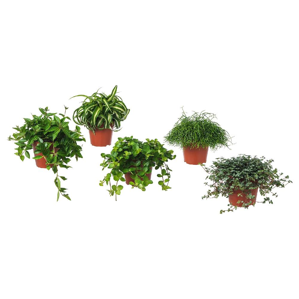 IKEA HIMALAYAMIX Pflanze versch. Arten Blattgewächse 12 cm JETZT KAUFEN