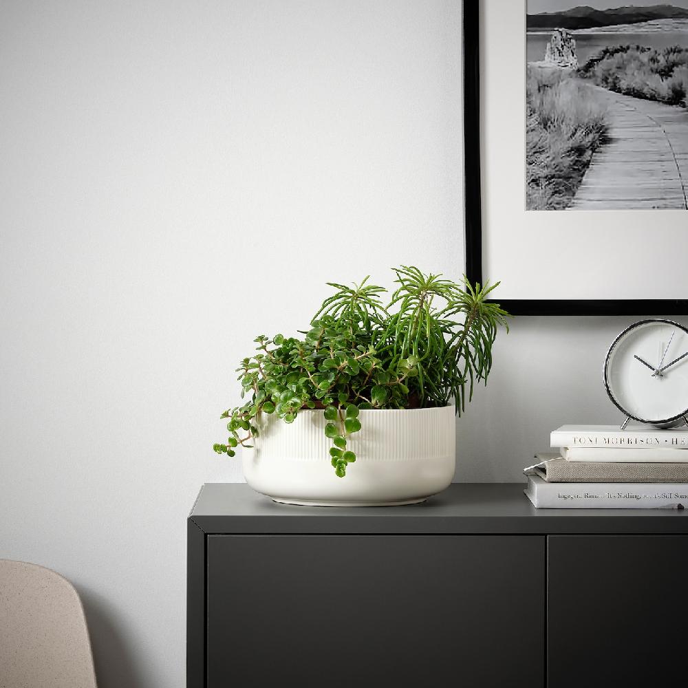 IKEA HIMALAYAMIX Pflanze versch. Arten Blattgewächse 12 cm JETZT KAUFEN