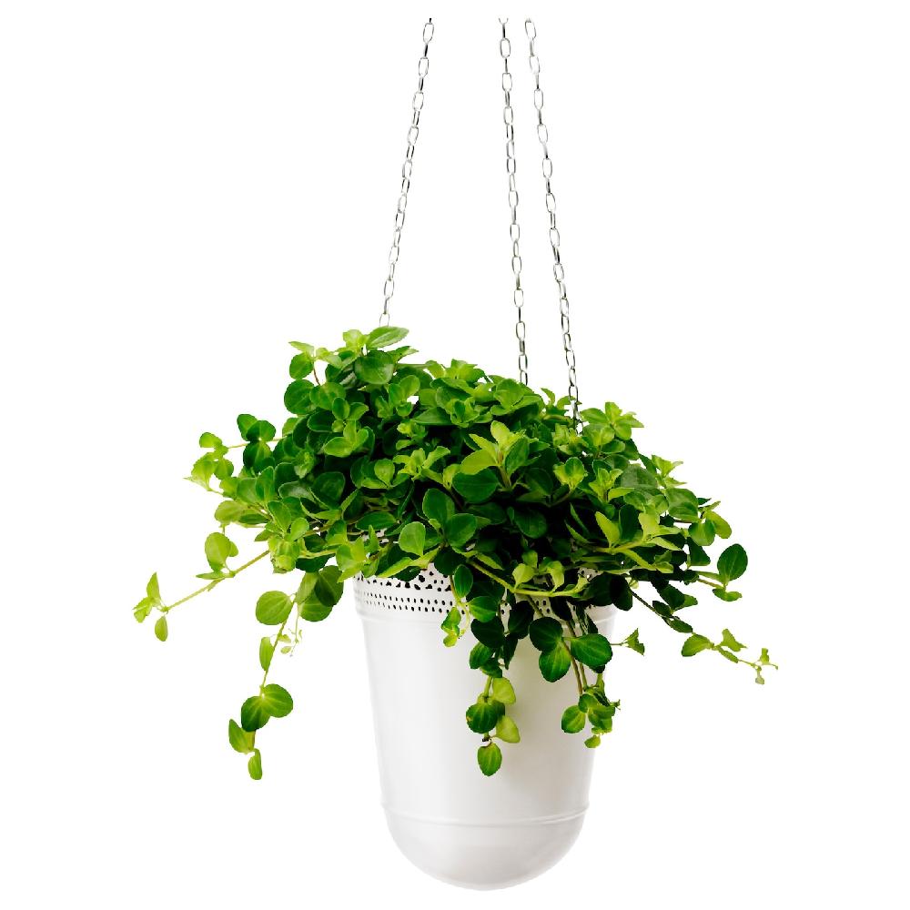 IKEA HIMALAYAMIX Pflanze versch. Arten Blattgewächse 12 cm JETZT KAUFEN
