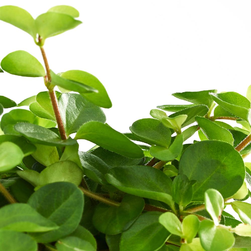 IKEA HIMALAYAMIX Pflanze versch. Arten Blattgewächse 12 cm JETZT KAUFEN