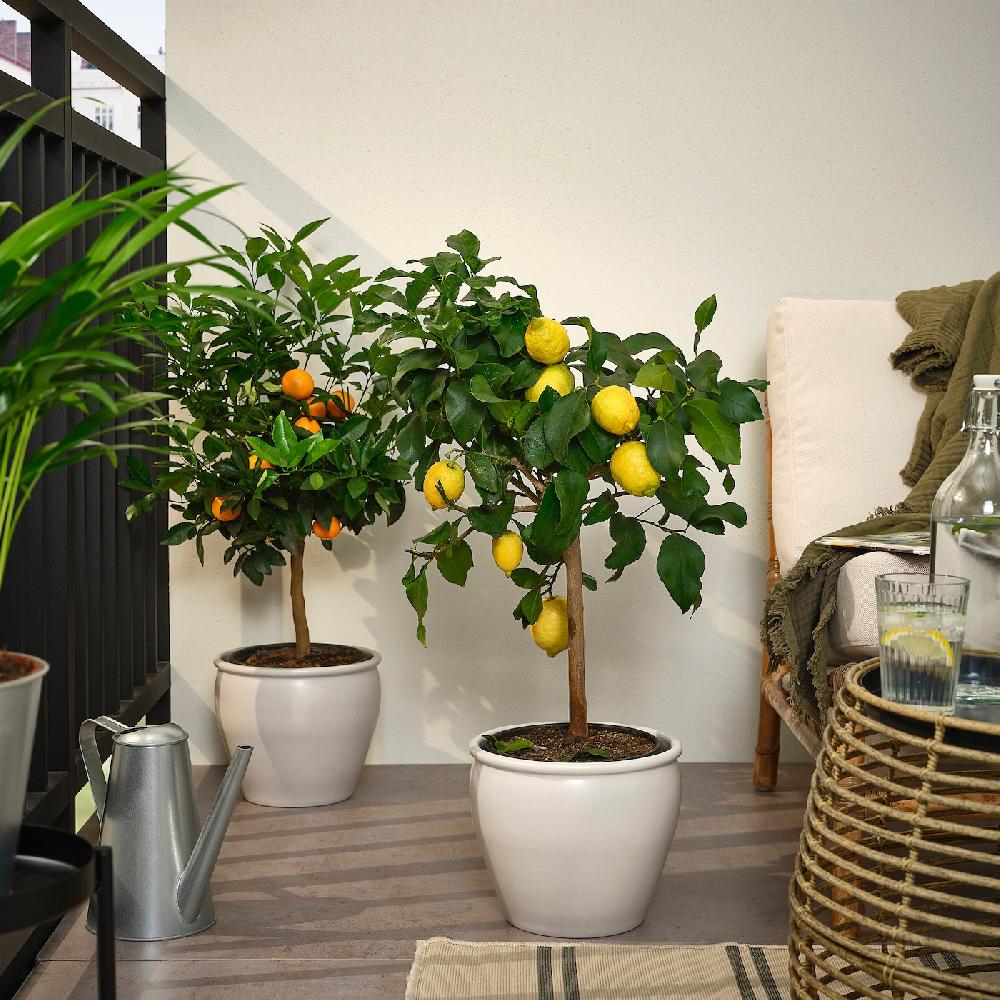 IKEA CITRUS Topfpflanze versch. Arten 19 cm Neueste Stile