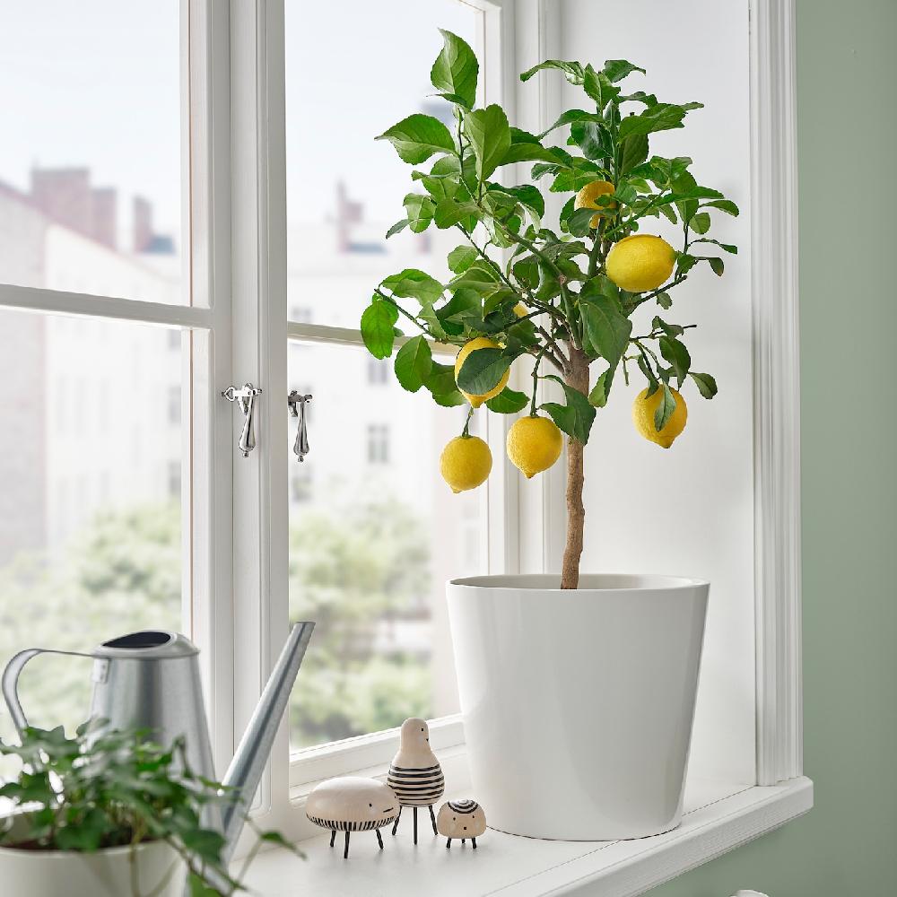IKEA CITRUS Topfpflanze versch. Arten 19 cm Neueste Stile