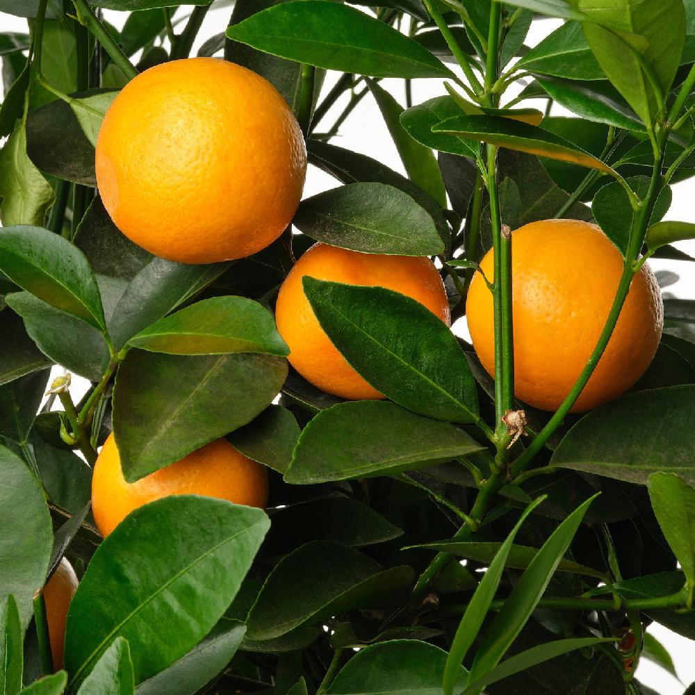IKEA CITRUS Topfpflanze versch. Arten 19 cm Neueste Stile