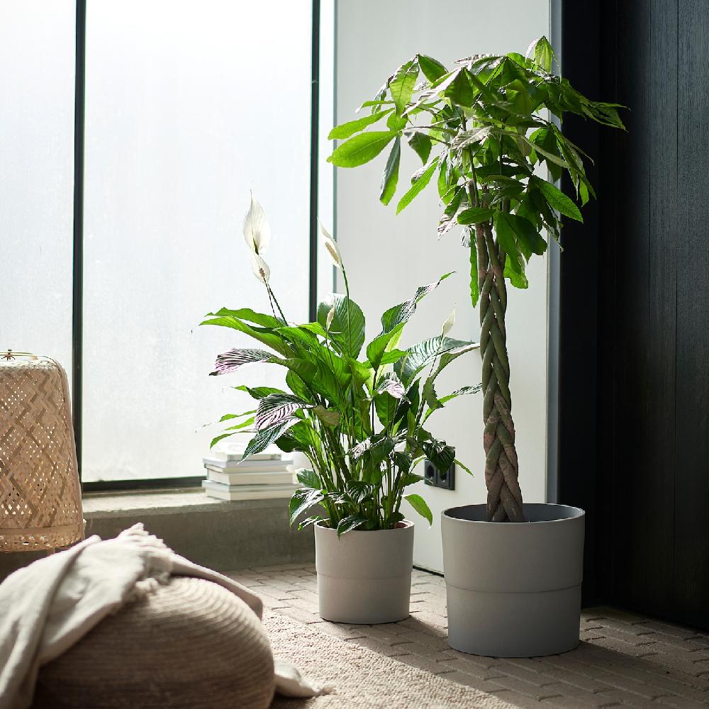 IKEA PACHIRA AQUATICA Pflanze Glückskastanie 27 cm Letzte 2 Tage