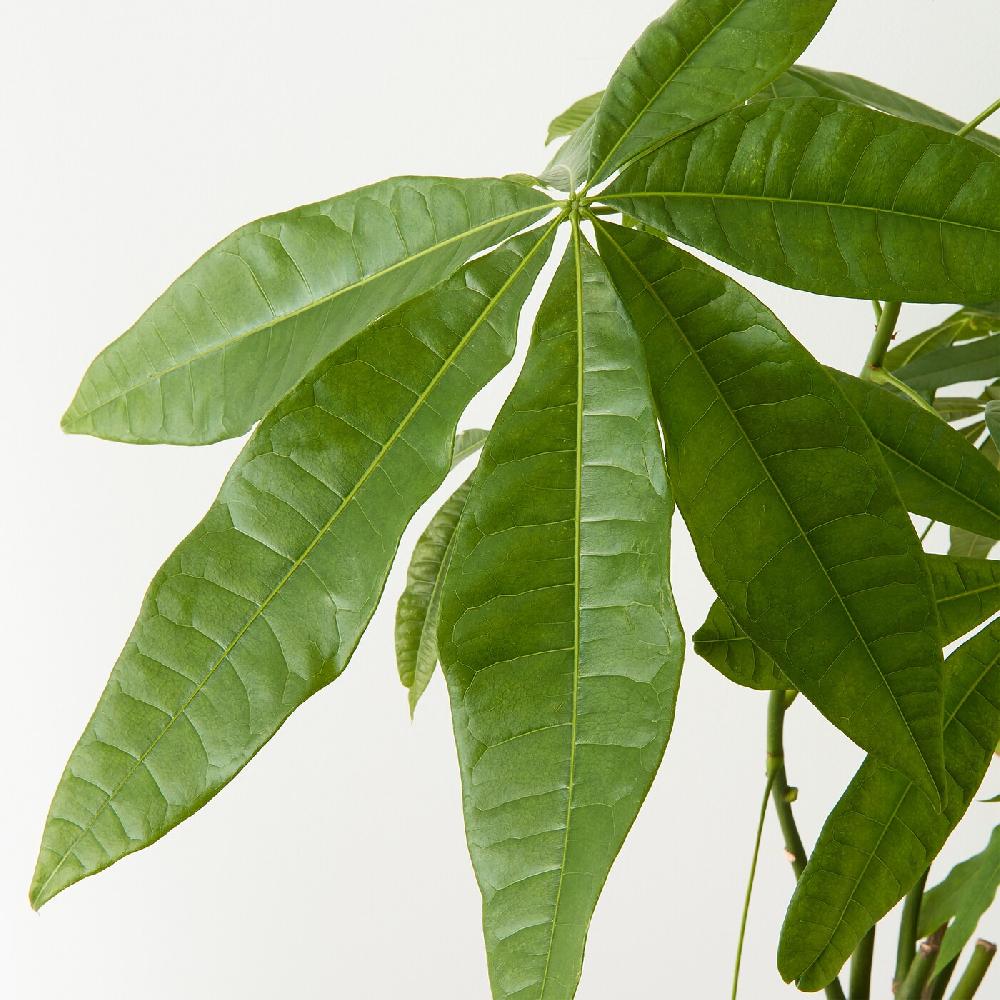 IKEA PACHIRA AQUATICA Pflanze Glückskastanie 27 cm Letzte 2 Tage