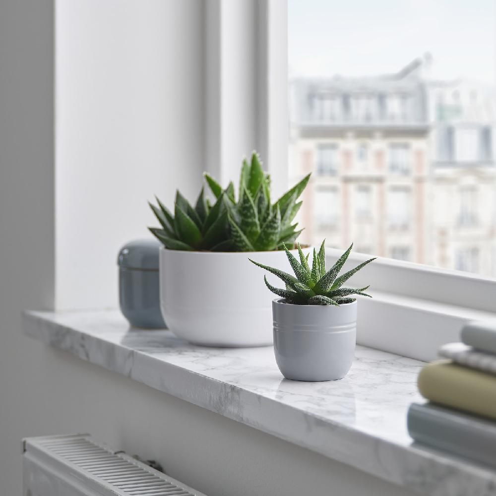 IKEA SUCCULENT Pflanze mit Übertopf Sukkulente versch. Farben 6 cm Letzter Tag