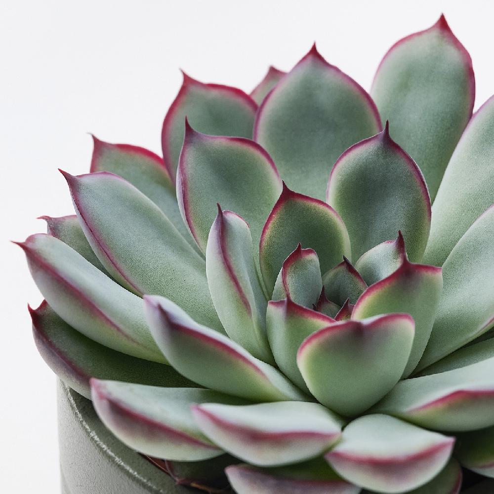IKEA SUCCULENT Pflanze mit Übertopf Sukkulente versch. Farben 6 cm Letzter Tag