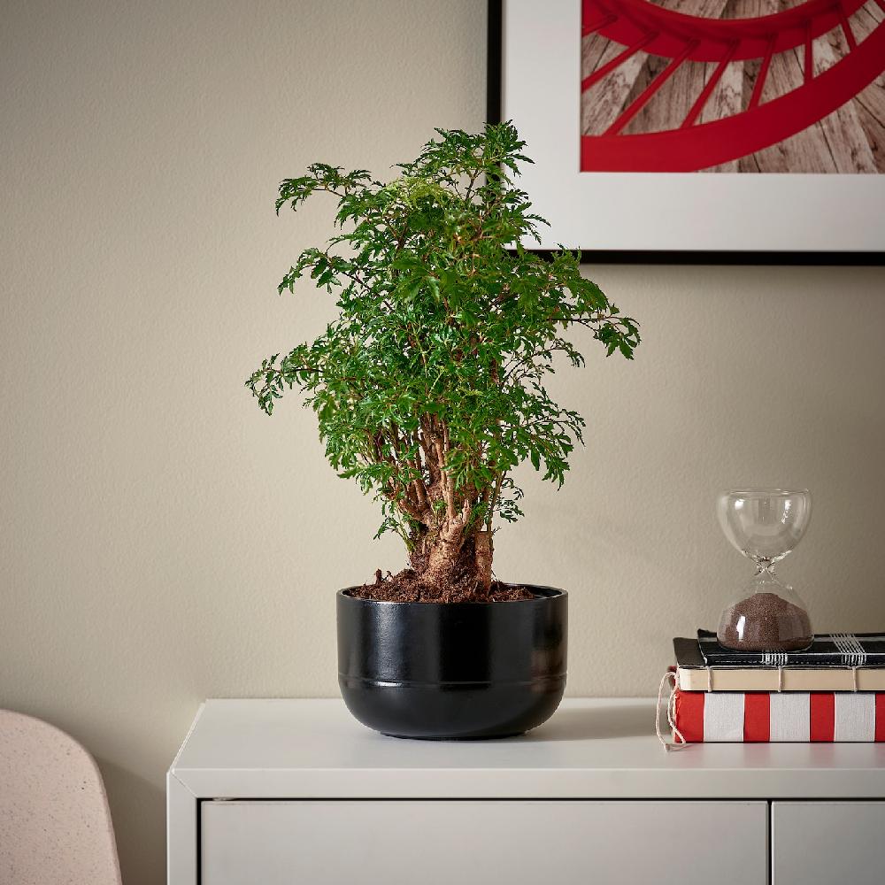 IKEA POLYSCIAS Pflanze mit Übertopf Bonsai/versch. Farben 14 cm Zeitbegrenzte Promotion