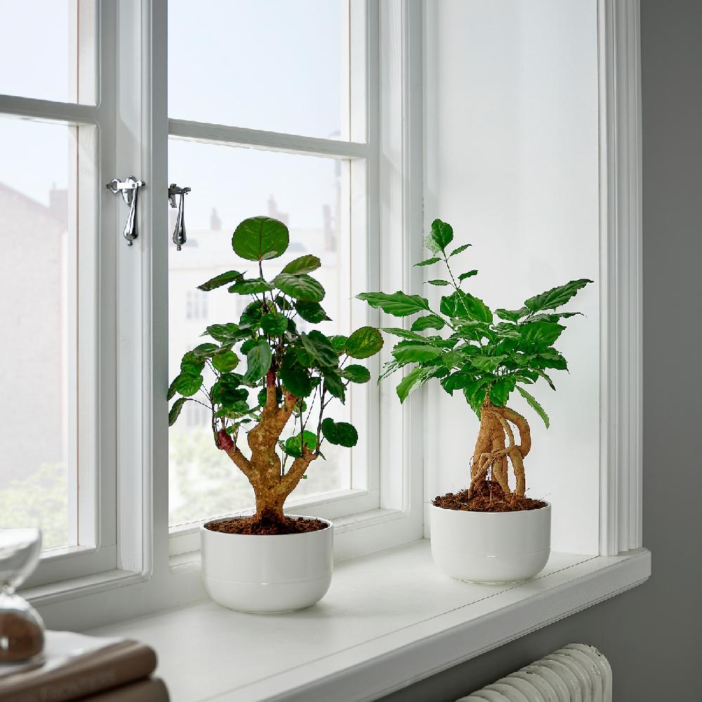 IKEA POLYSCIAS Pflanze mit Übertopf Bonsai/versch. Farben 14 cm Zeitbegrenzte Promotion