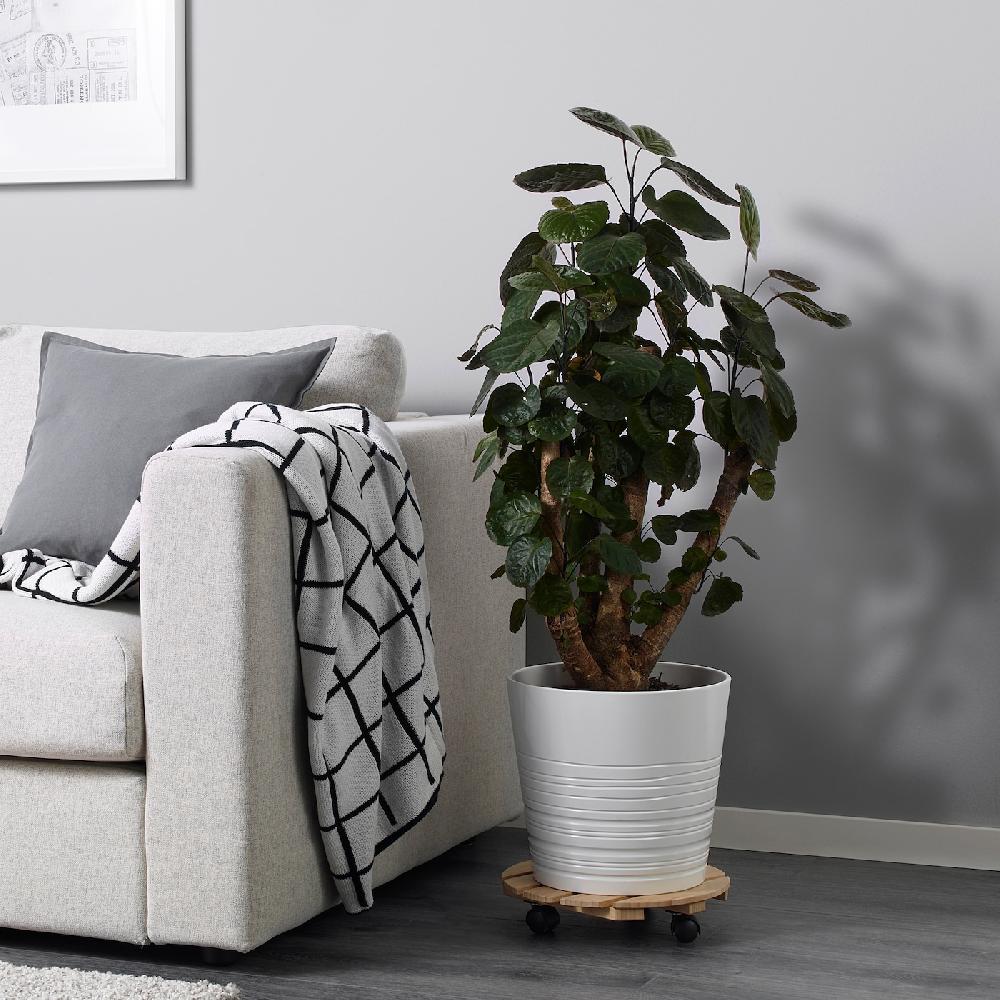 IKEA POLYSCIAS Pflanze Fiederaralie/versch. Arten 24 cm Bis zu 60% Rabatt