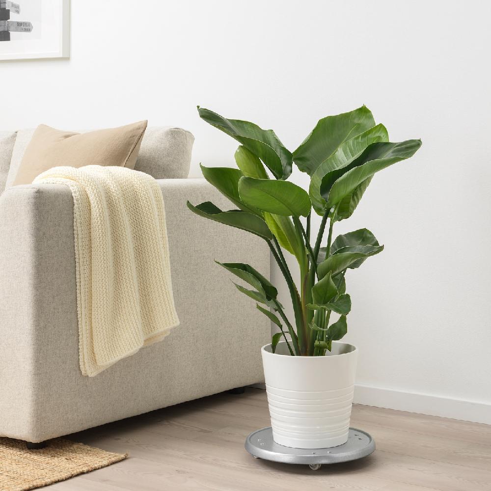 IKEA STRELITZIA Pflanze Strelitzie 19 cm Bis zu 65% Rabatt