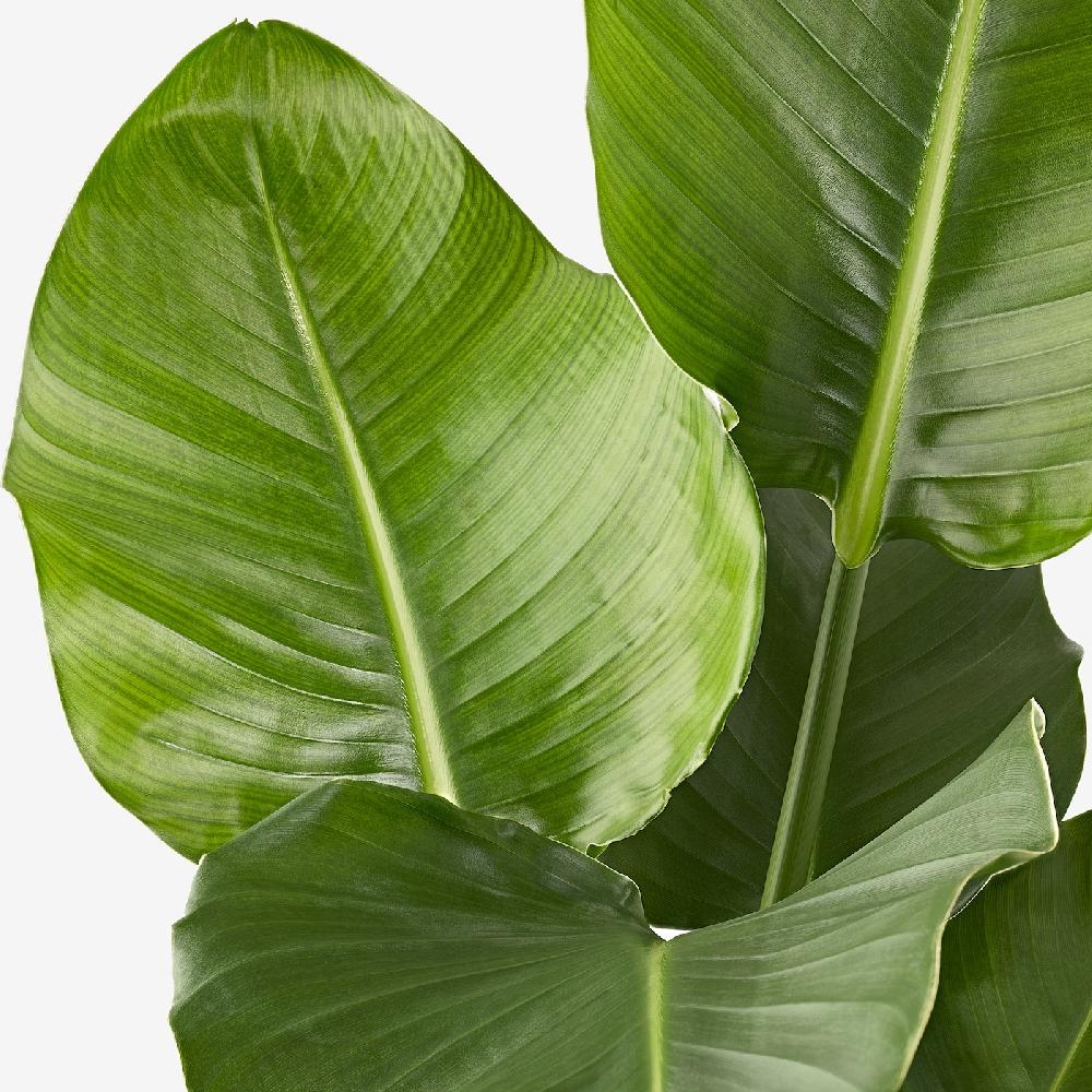 IKEA STRELITZIA Pflanze Strelitzie 19 cm Bis zu 65% Rabatt