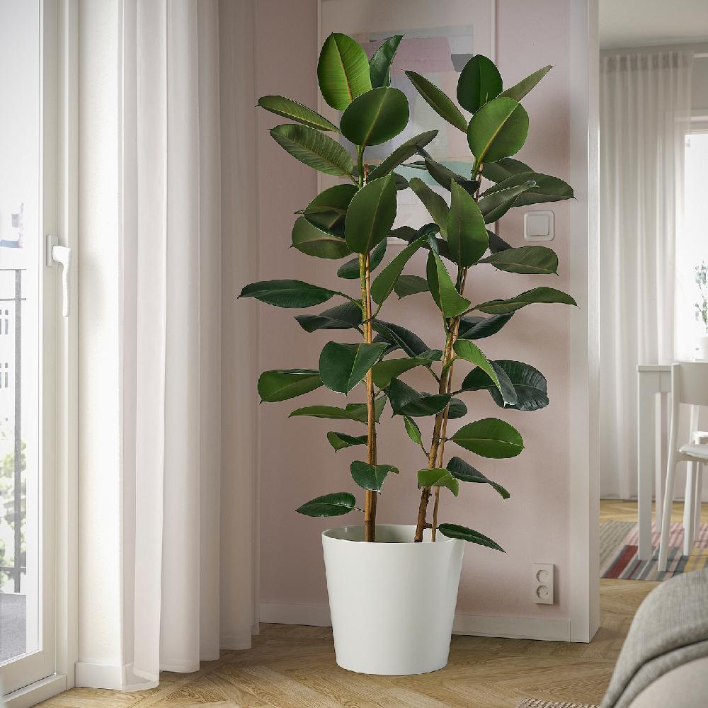 IKEA FICUS ELASTICA ROBUSTA Pflanze Gummibaum 27 cm Sonderangebot der Fabrik