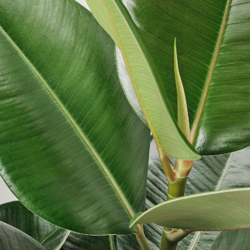 IKEA FICUS ELASTICA ROBUSTA Pflanze Gummibaum 27 cm Sonderangebot der Fabrik