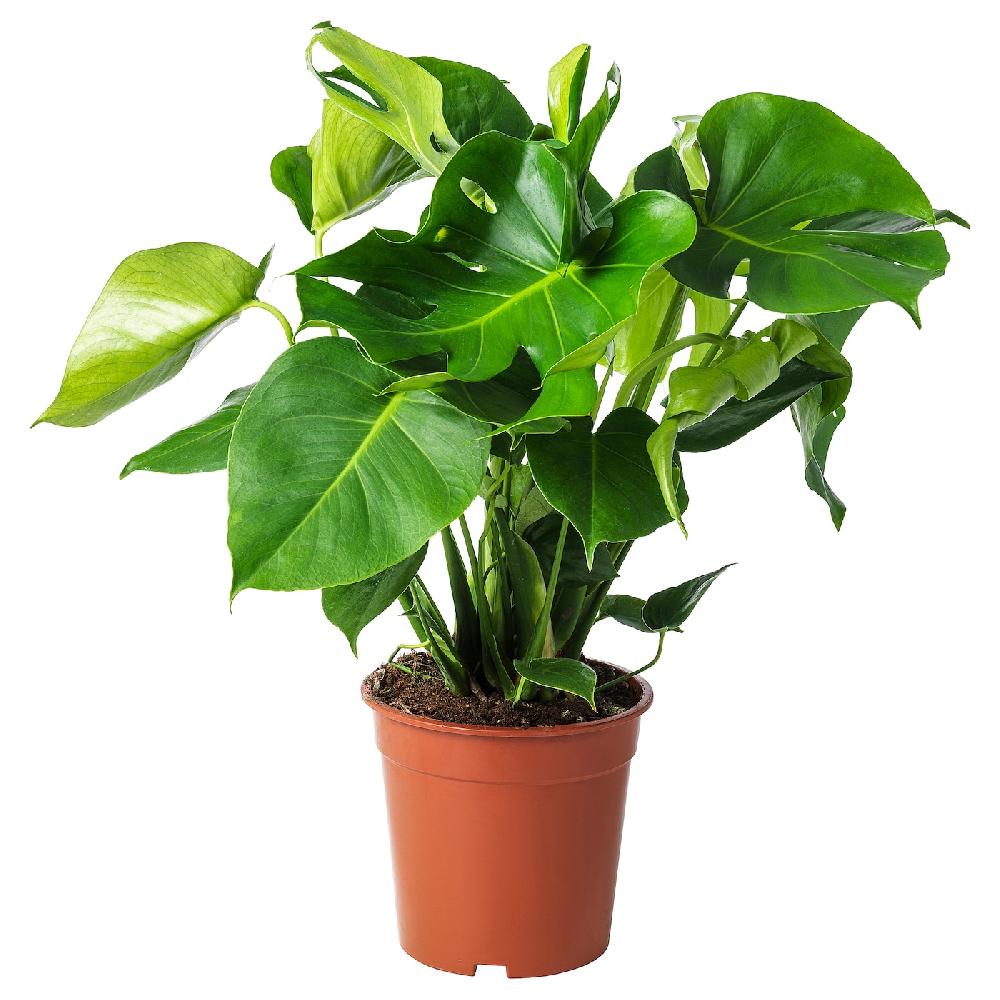 IKEA MONSTERA Pflanze Fensterblatt 21 cm Vierteljährliche Förderung