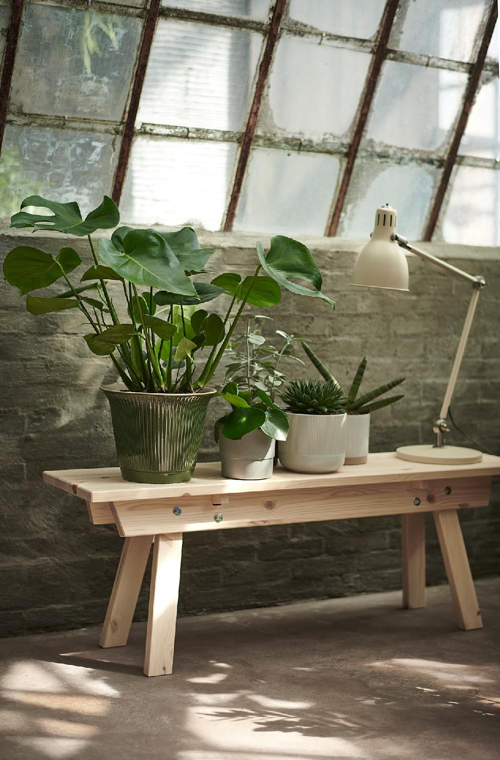 IKEA MONSTERA Pflanze Fensterblatt 21 cm Vierteljährliche Förderung