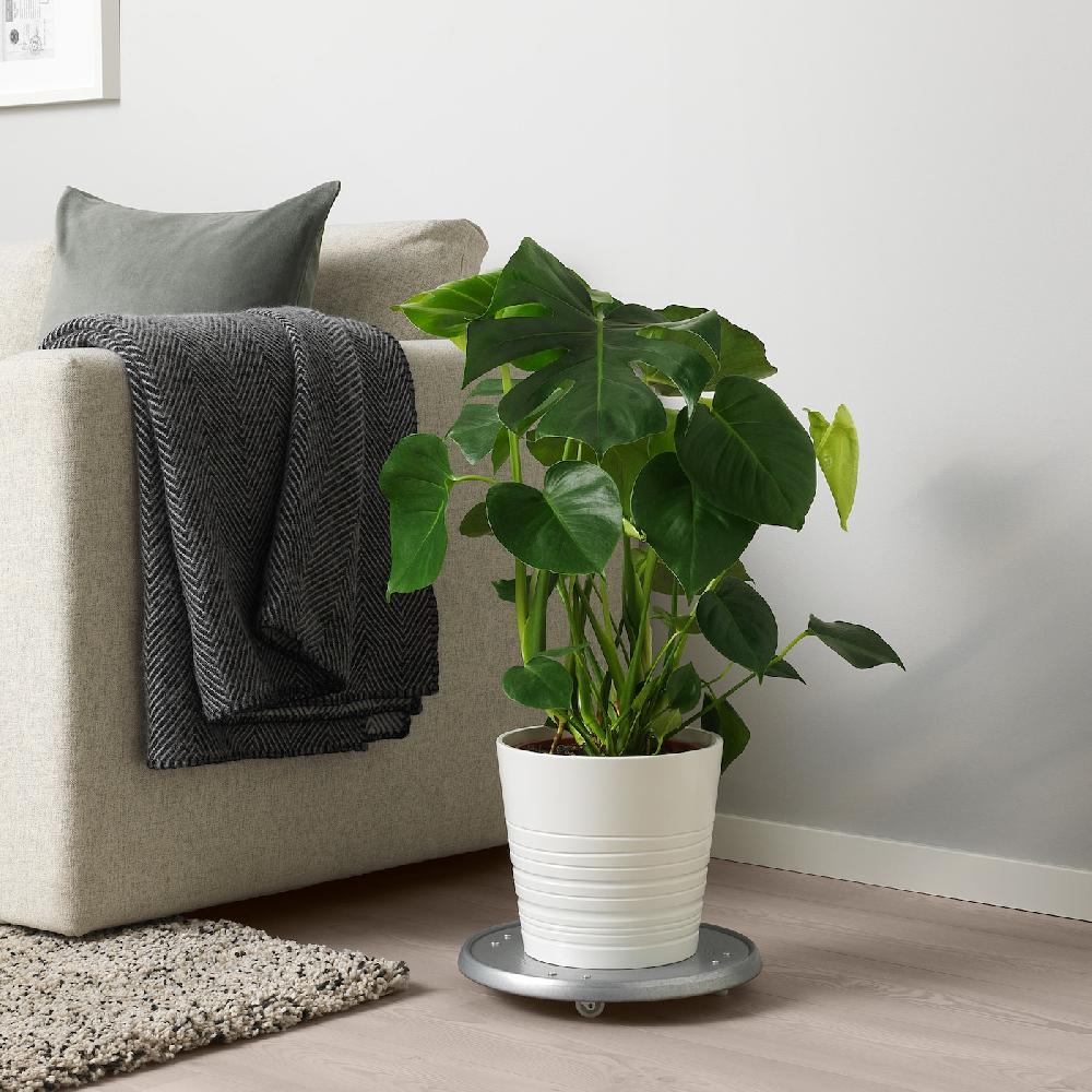 IKEA MONSTERA Pflanze Fensterblatt 21 cm Vierteljährliche Förderung
