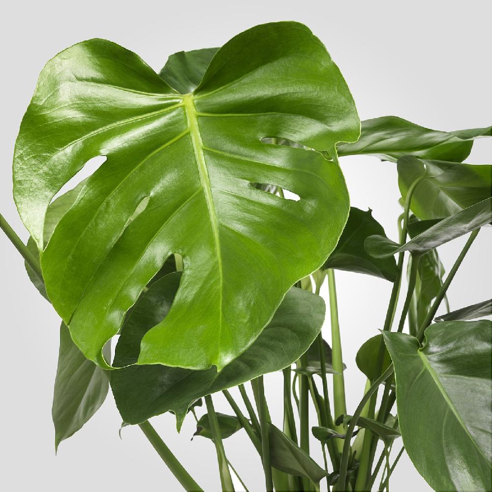 IKEA MONSTERA Pflanze Fensterblatt 21 cm Vierteljährliche Förderung