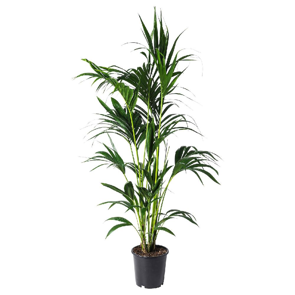 IKEA HOWEA FORSTERIANA Pflanze 24 cm Discount Store für neue Produkte