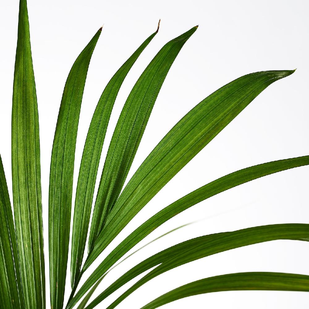 IKEA HOWEA FORSTERIANA Pflanze 24 cm Discount Store für neue Produkte