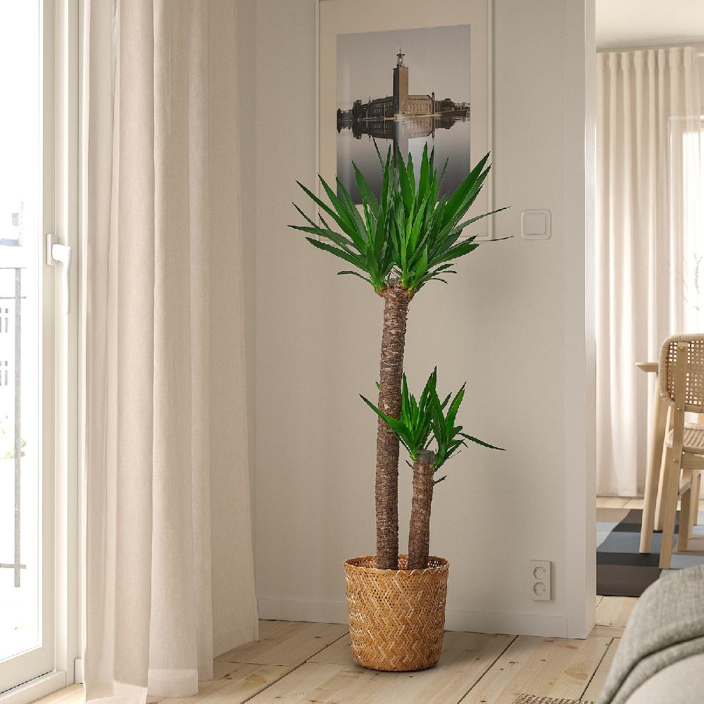 IKEA YUCCA ELEPHANTIPES Pflanze Palmlilie/2 Stämme 24 cm Super Rabatt