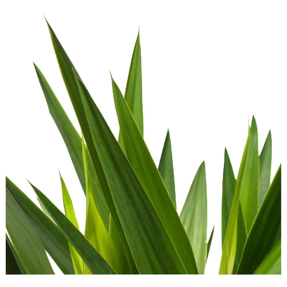 IKEA YUCCA ELEPHANTIPES Pflanze Palmlilie/2 Stämme 24 cm Super Rabatt