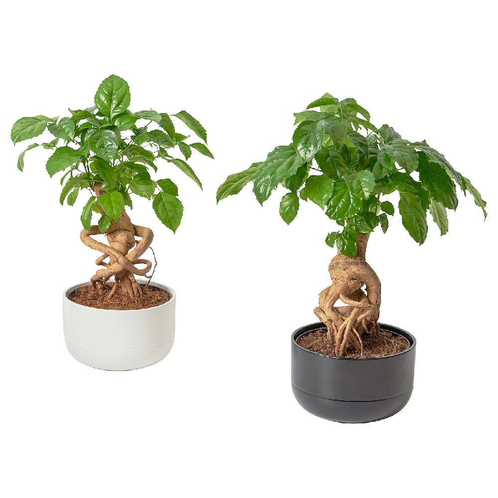 IKEA RADERMACHERA Pflanze mit Übertopf Zimmeresche/versch. Farben 14 cm