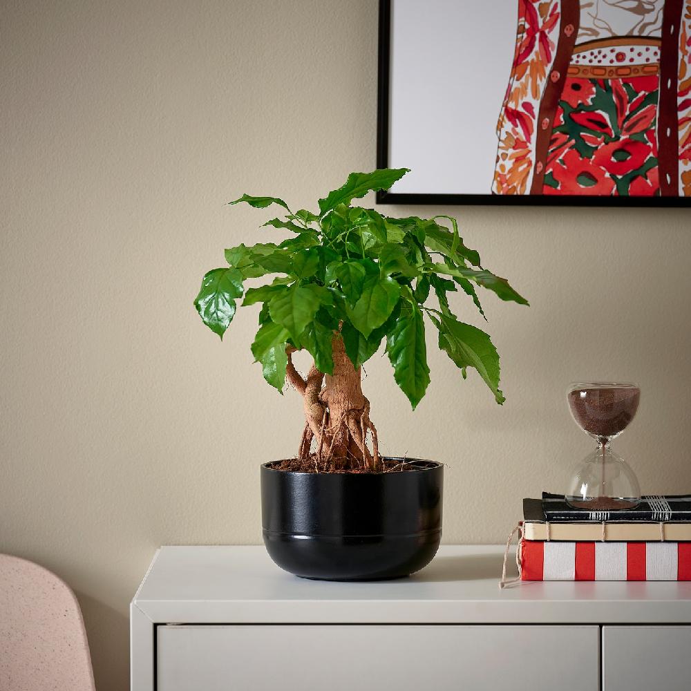 IKEA RADERMACHERA Pflanze mit Übertopf Zimmeresche/versch. Farben 14 cm Riesige Rabatte