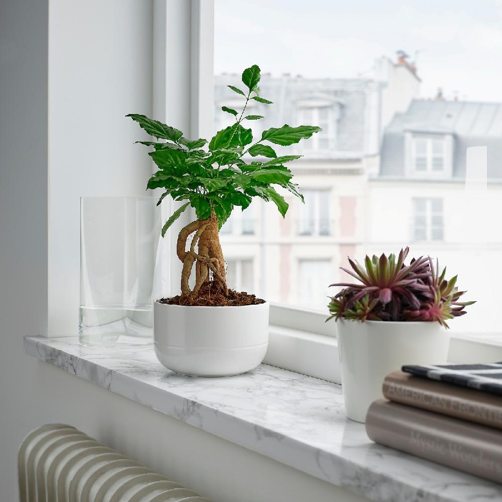 IKEA RADERMACHERA Pflanze mit Übertopf Zimmeresche/versch. Farben 14 cm Riesige Rabatte