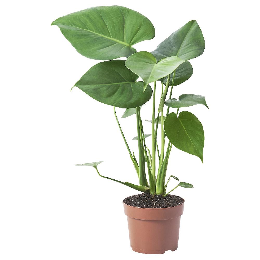 IKEA MONSTERA DELICIOSA Pflanze Fensterblatt 12 cm Clearance-Verkauf