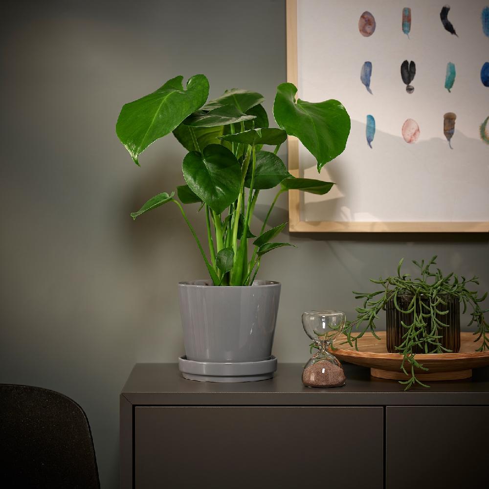 IKEA MONSTERA DELICIOSA Pflanze Fensterblatt 12 cm Clearance-Verkauf