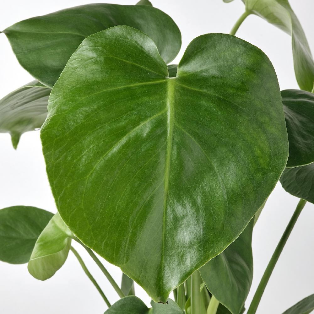 IKEA MONSTERA DELICIOSA Pflanze Fensterblatt 12 cm Clearance-Verkauf