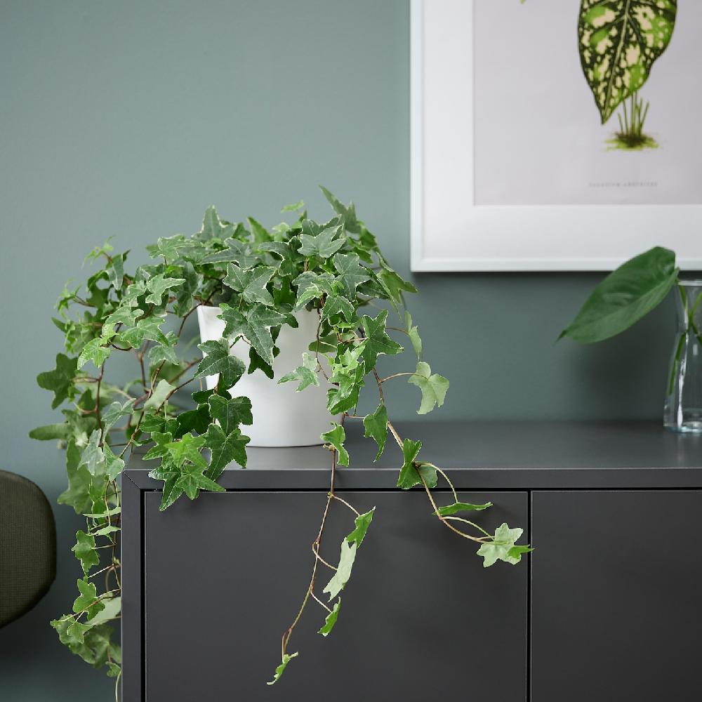 IKEA HEDERA HELIX Pflanze Efeu 13 cm Fabrikladen