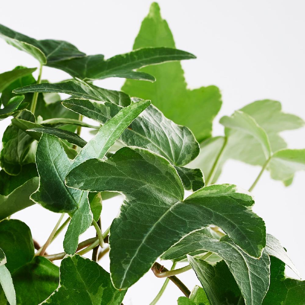IKEA HEDERA HELIX Pflanze Efeu 13 cm Fabrikladen