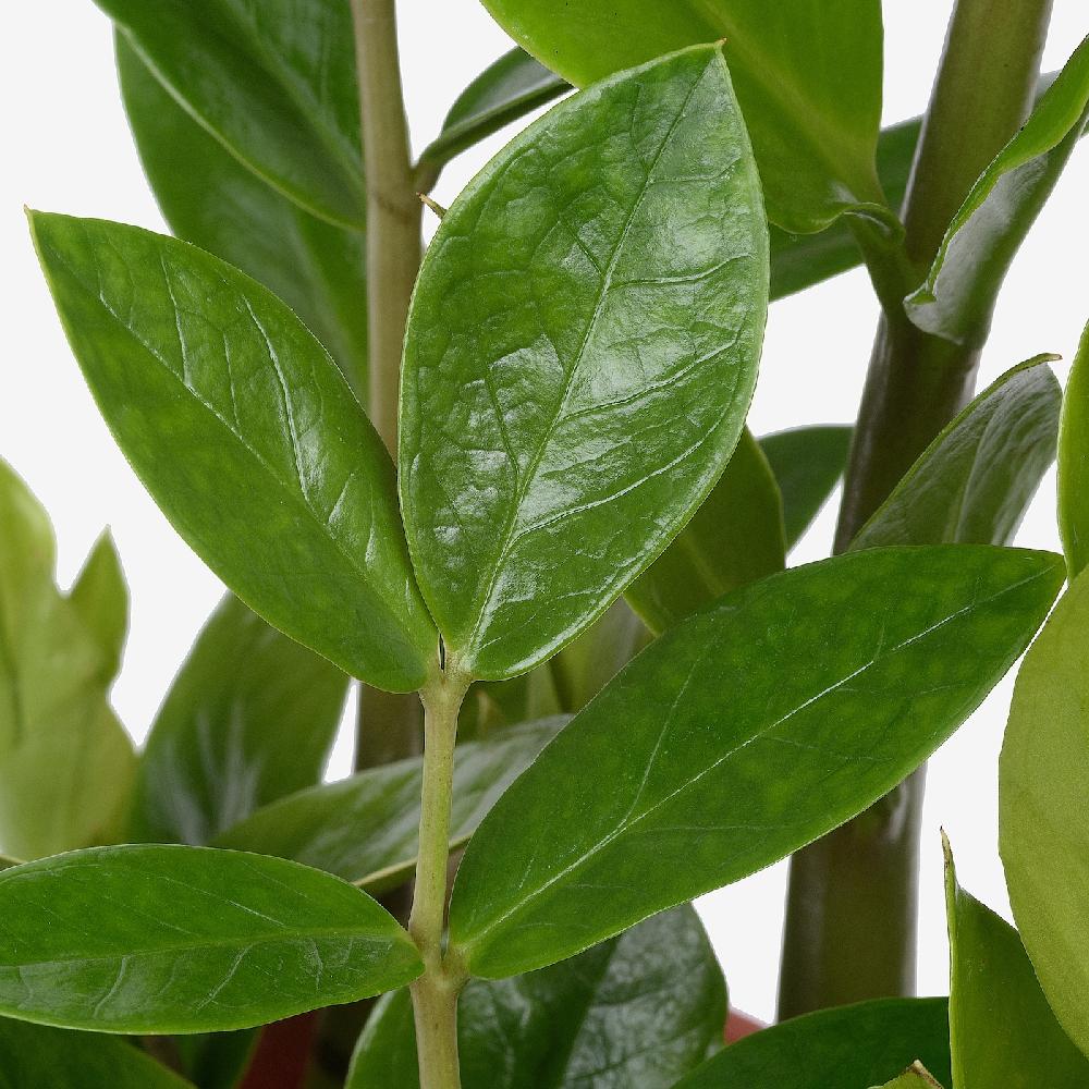 IKEA ZAMIOCULCAS Pflanze Zamioculcas 17 cm Begrenzt auf 3 Tage