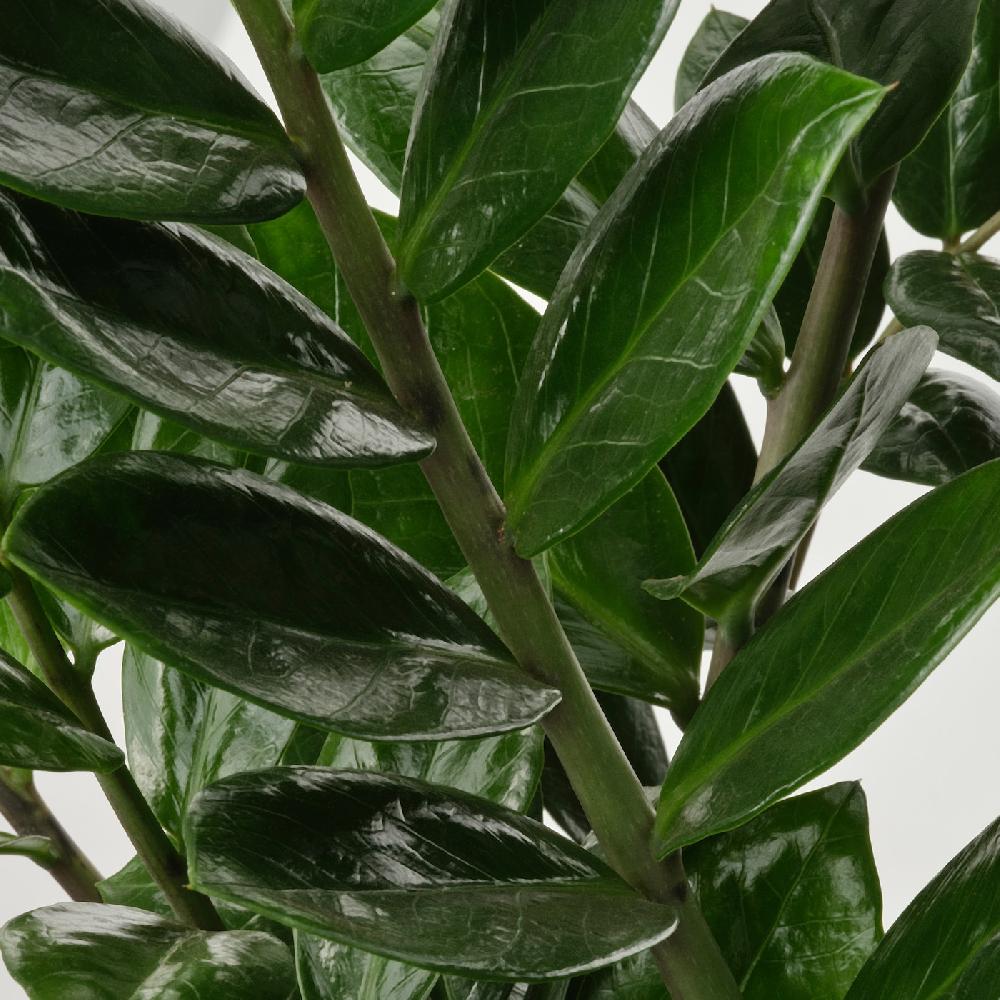 IKEA ZAMIOCULCAS Pflanze Zamioculcas 17 cm Begrenzt auf 3 Tage