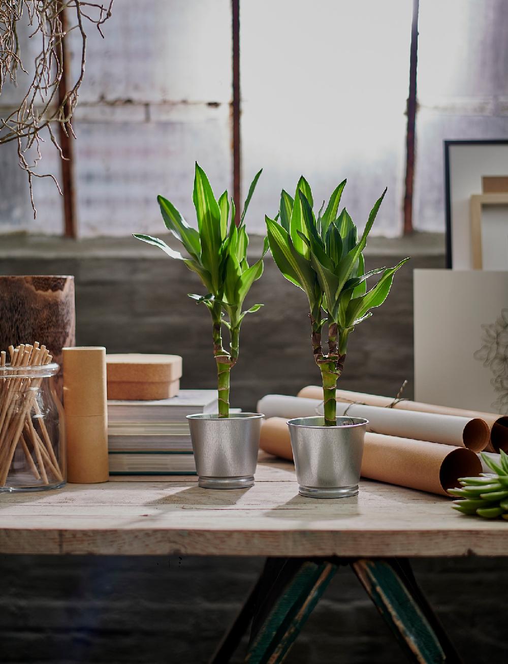 IKEA BINTJE Übertopf verzinkt 9 cm 50% Rabatt für begrenzte Zeit