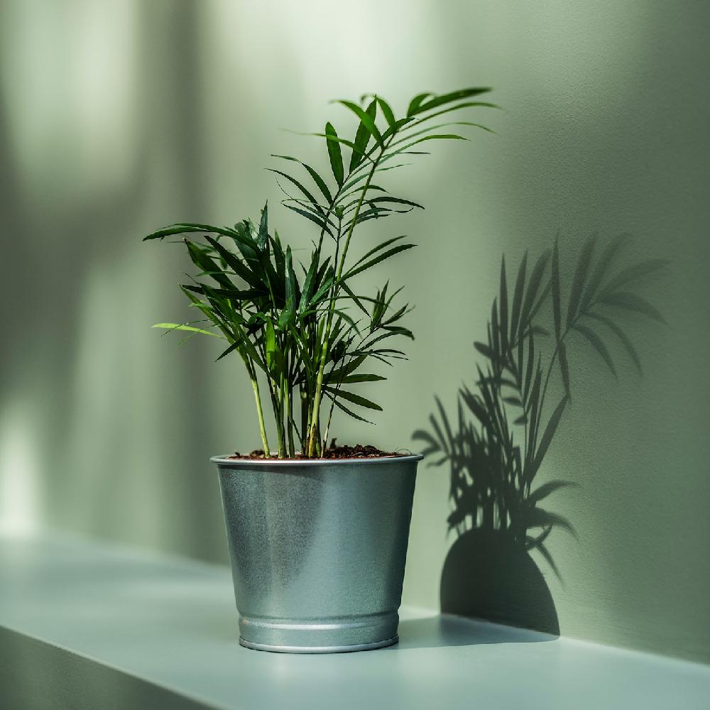 IKEA BINTJE Übertopf verzinkt 9 cm 50% Rabatt für begrenzte Zeit