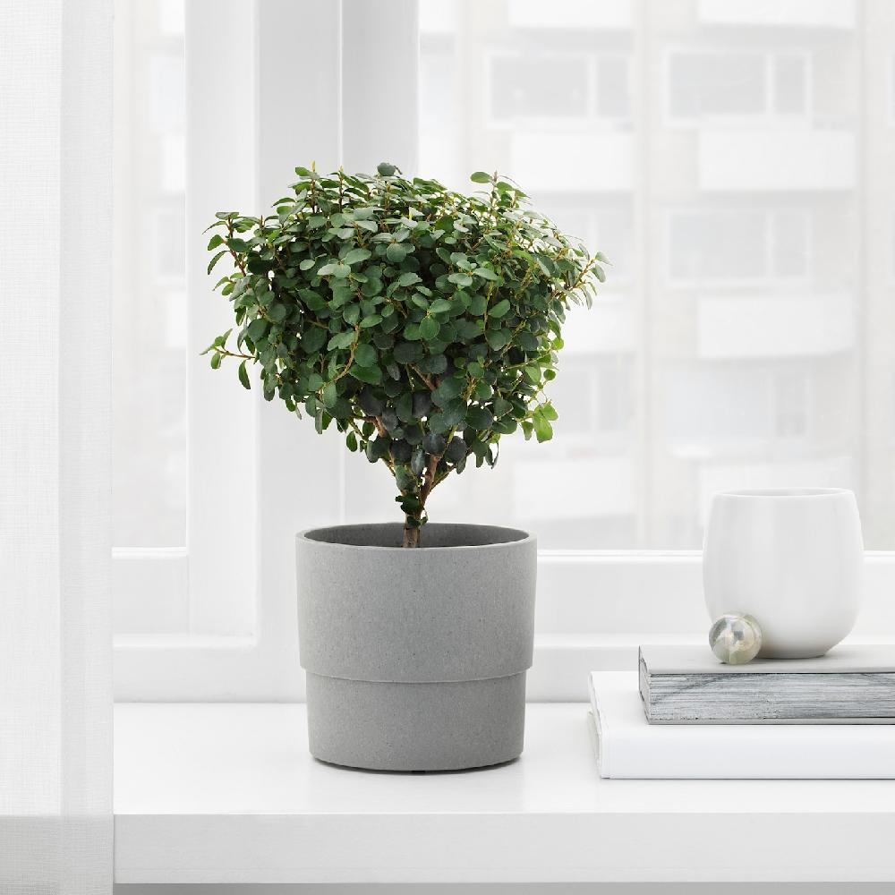 IKEA NYPON Übertopf drinnen/draußen grau 9 cm 2025