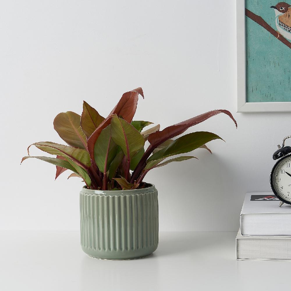 IKEA STILREN Übertopf dunkeltürkis 12 cm Online