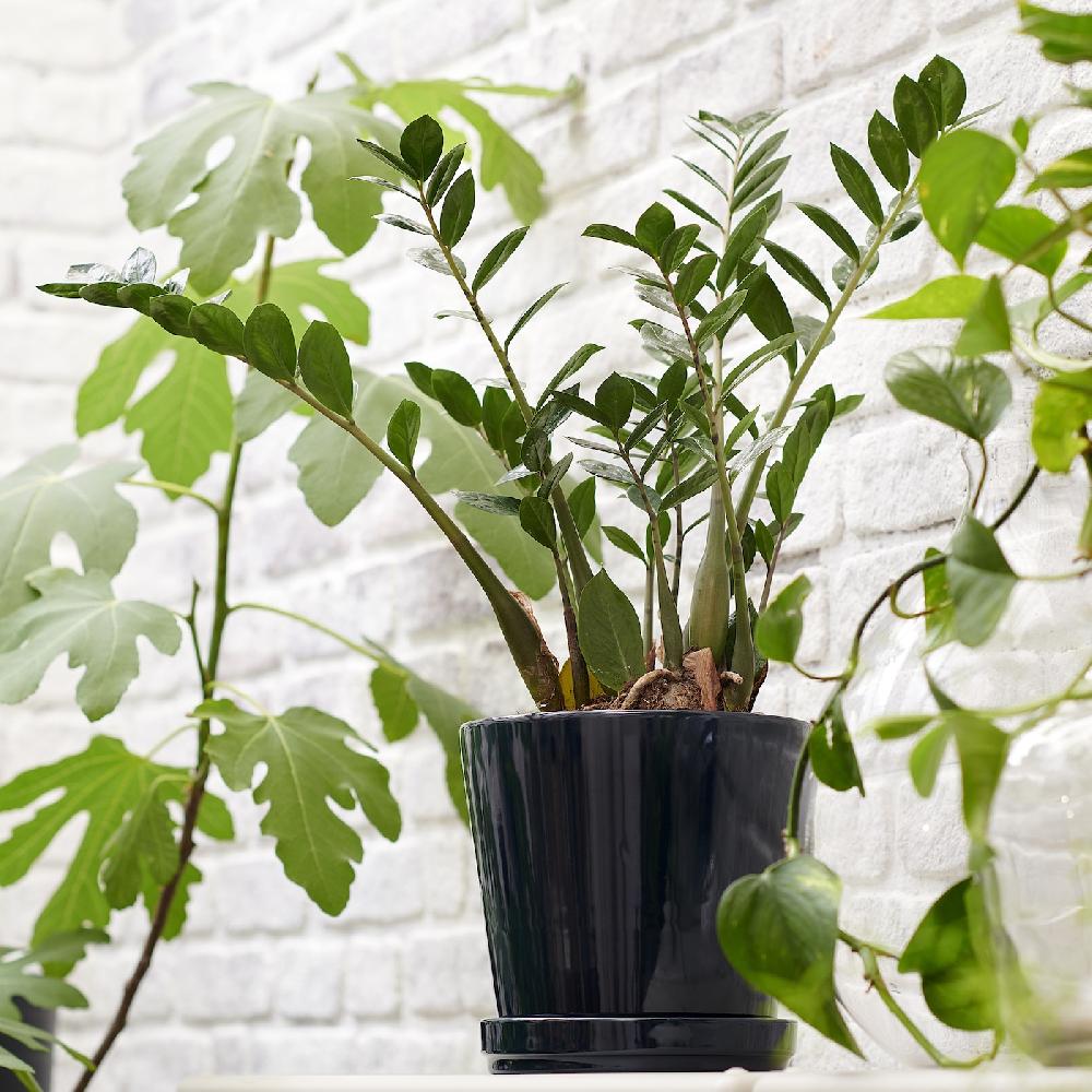 IKEA KLOTLÖNN Blumentopf mit Untersetzer drinnen/draußen/schwarzblau 19 cm Fabrikverkauf