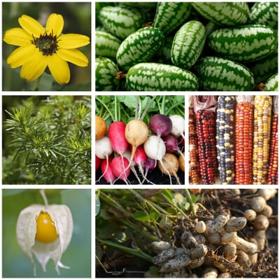 manufactum Saatgut Gemüse und Blumen für Kinder