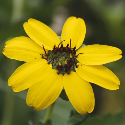 manufactum Saatgut Gemüse und Blumen für Kinder Blitzangebot